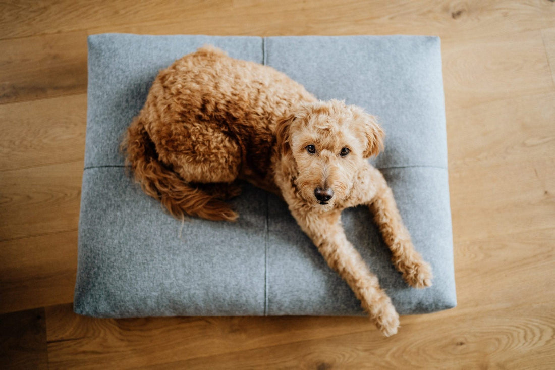 How to Choose the Perfect Dog Bed: Comfort for Your Dog, Style for Your Home